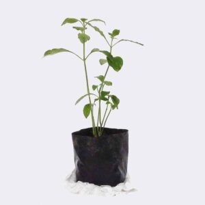 Store plant2 free img